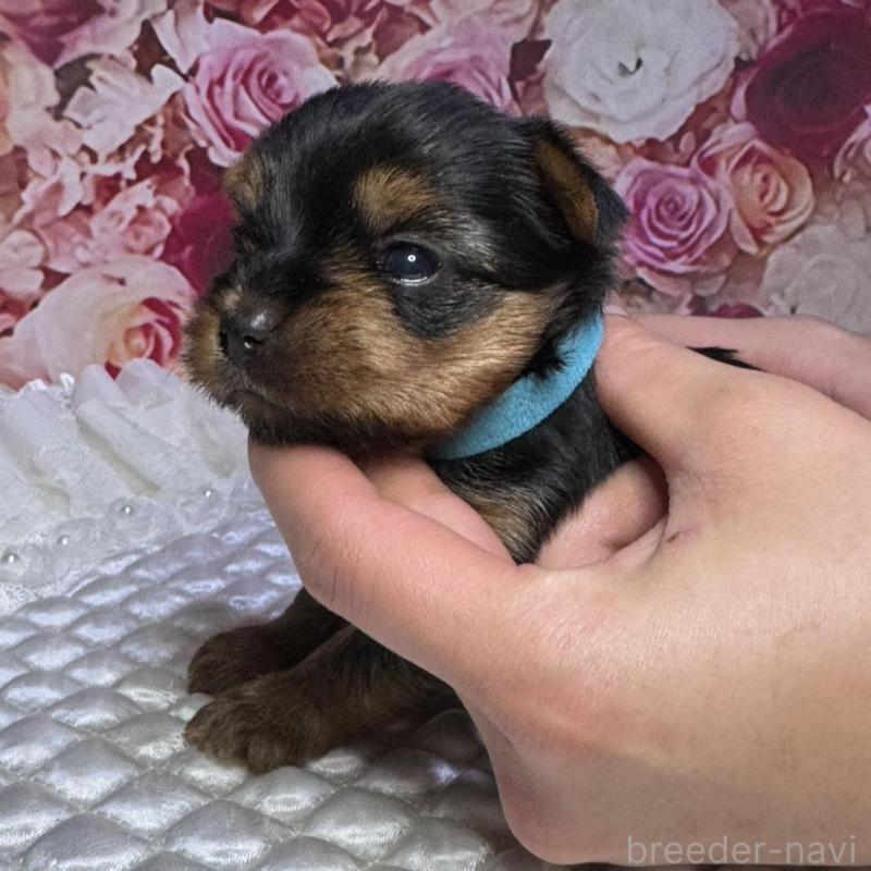 販売中の広島県のヨークシャーテリア-452048の5枚目