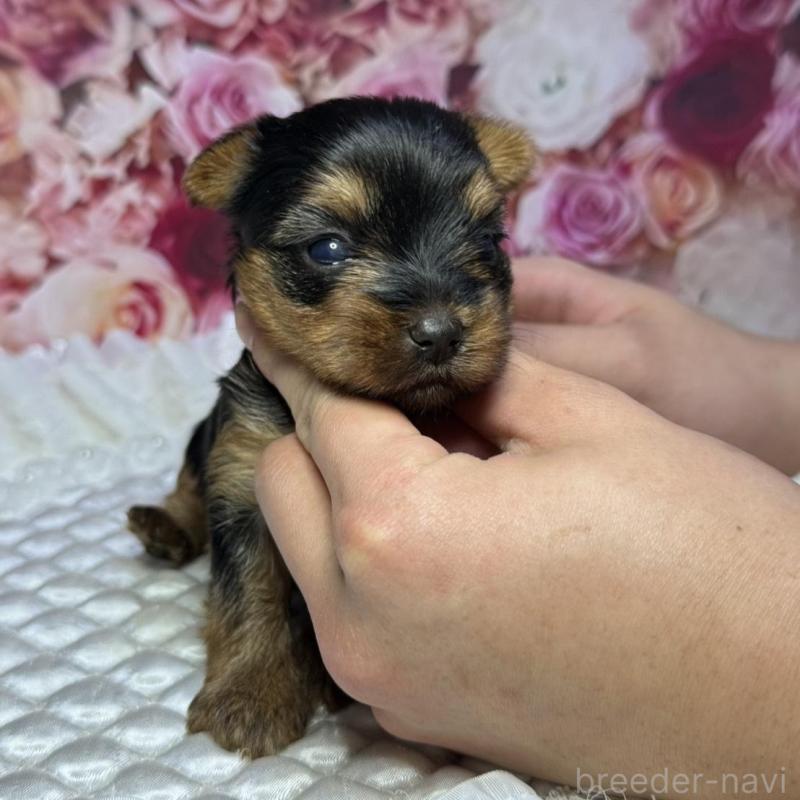 販売中の広島県のヨークシャーテリア-452048の4枚目