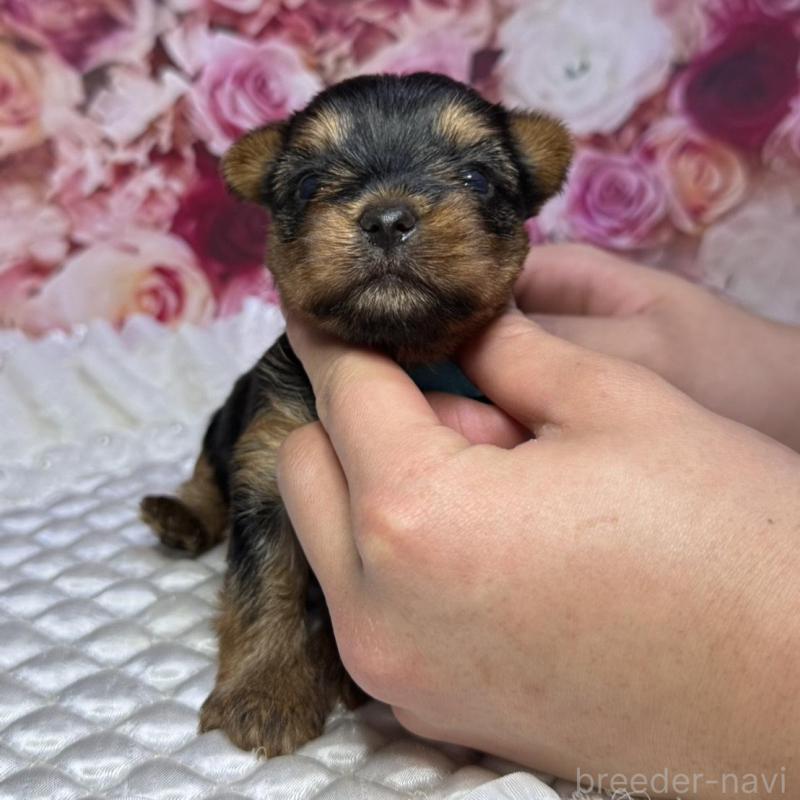 販売中の広島県のヨークシャーテリア-452048の3枚目