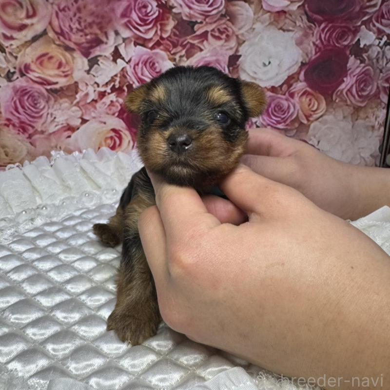 販売中の広島県のヨークシャーテリア-452048の2枚目