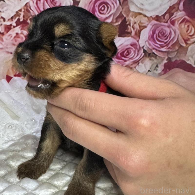 販売中の広島県のヨークシャーテリア-452049の4枚目