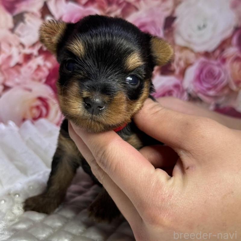 販売中の広島県のヨークシャーテリア-452049の3枚目