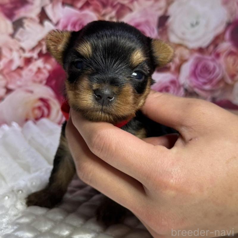 販売中の広島県のヨークシャーテリア-452049の2枚目