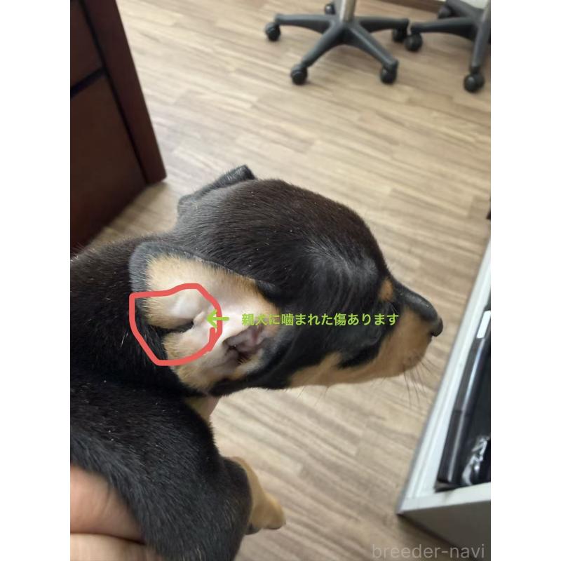 販売中の愛知県のミニチュアピンシャー(ミニピン)-450142の7枚目