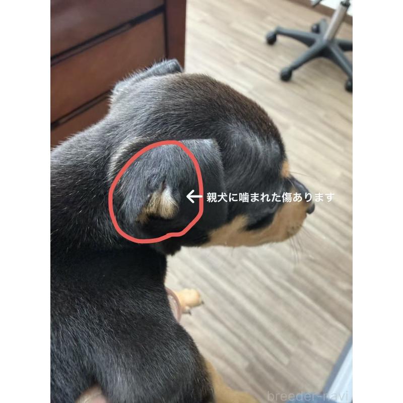 販売中の愛知県のミニチュアピンシャー(ミニピン)-450142の6枚目