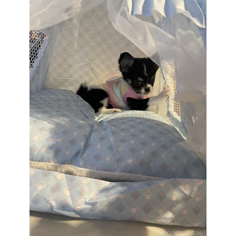 販売中の埼玉県のチワワ(ロングコート)-447260の5枚目