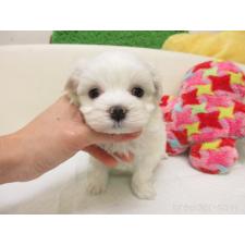 ♀︎マルチーズ