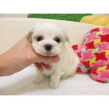 ♀︎マルチーズ