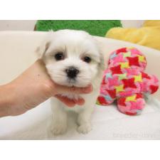 ♀︎マルチーズ