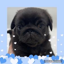 ♀︎ミックス犬