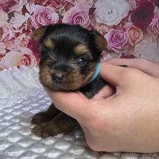 オンライン見学