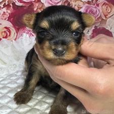 ♀︎ヨークシャーテリア