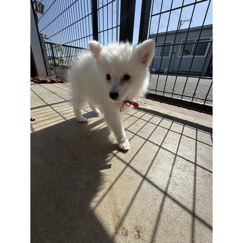 販売中の静岡県の日本スピッツ-446992の8枚目