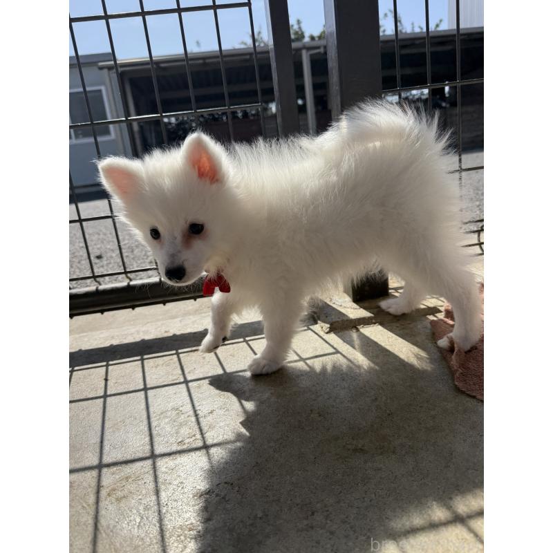 販売中の静岡県の日本スピッツ-446992の7枚目