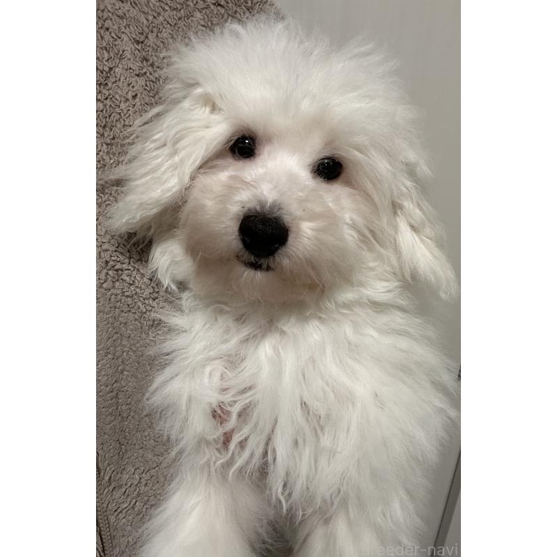 販売中の滋賀県のビションフリーゼ-428033の2枚目