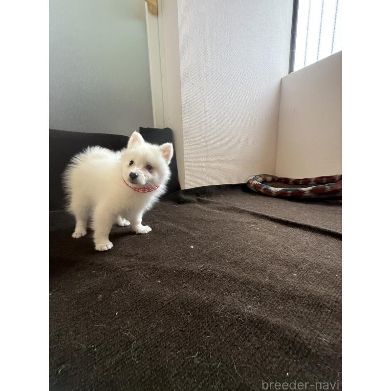 成約済の静岡県の日本スピッツ-446988の7枚目