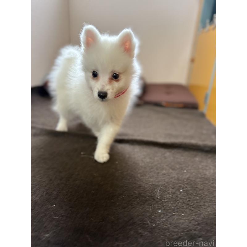 成約済の静岡県の日本スピッツ-446988の6枚目