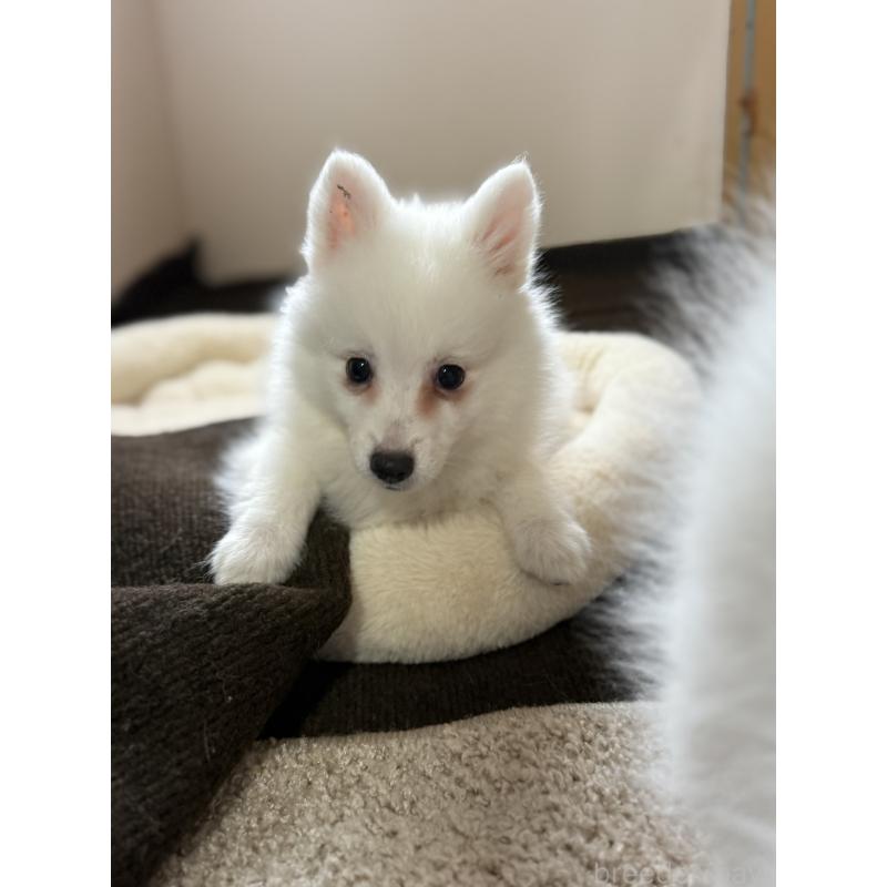 成約済の静岡県の日本スピッツ-446988の5枚目