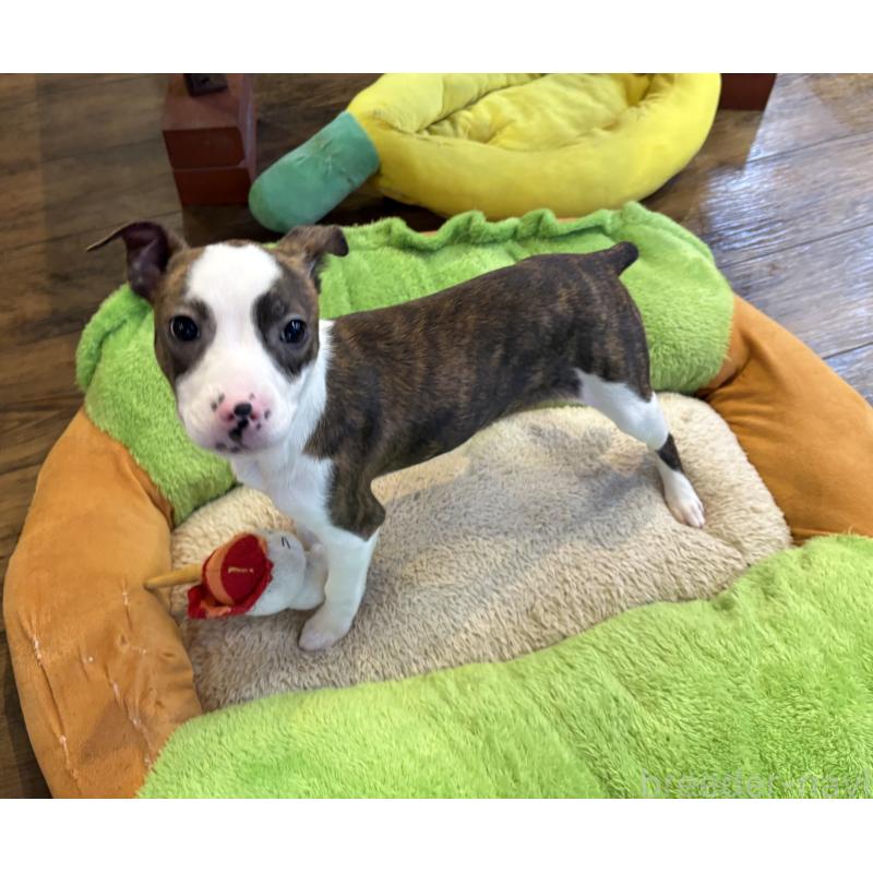 販売中の京都府のミックス犬-434222の2枚目