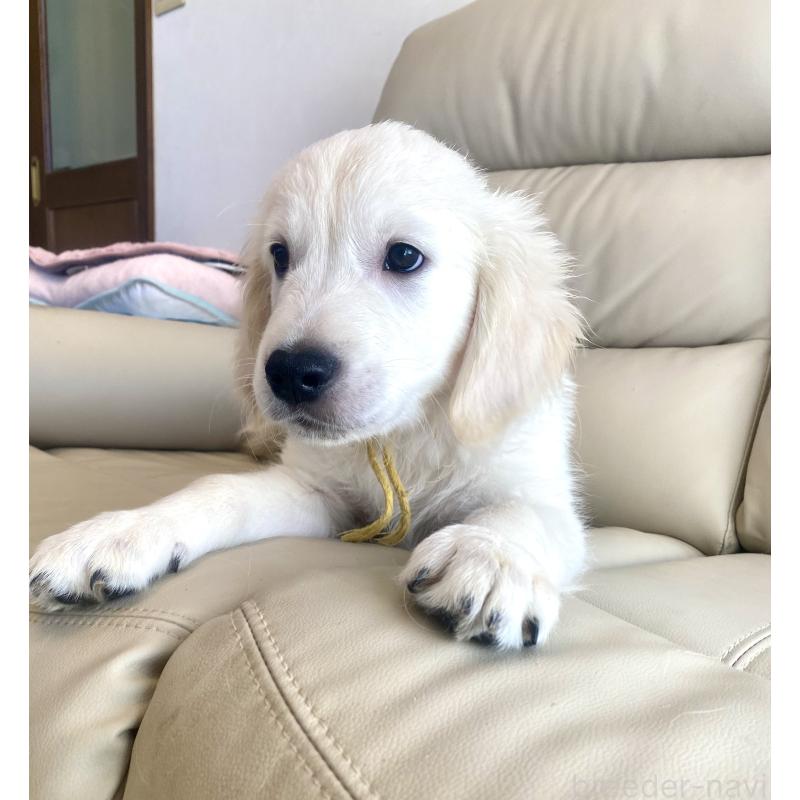 商談中の東京都のゴールデンレトリーバー-440373