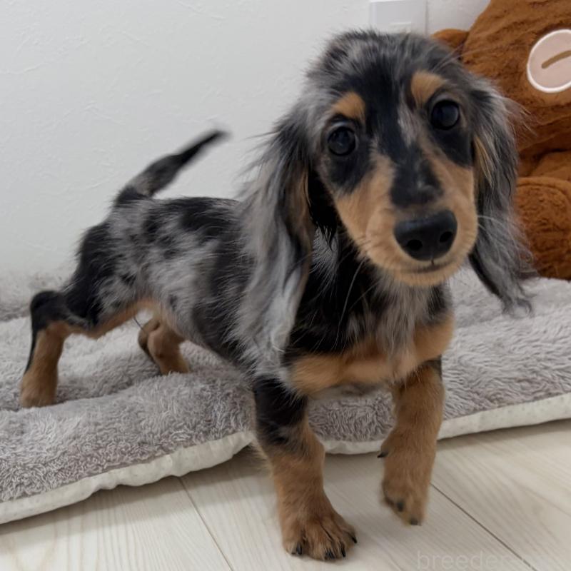 販売中の三重県のミニチュアダックスフンド(ロングヘアード)-445569の11枚目