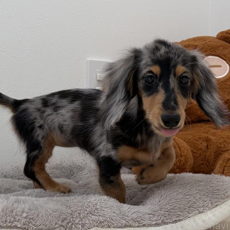 販売中の三重県のミニチュアダックスフンド(ロングヘアード)-445569の10枚目