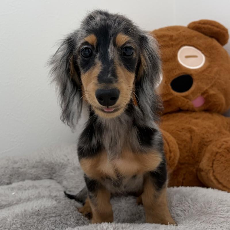 販売中の三重県のミニチュアダックスフンド(ロングヘアード)-445569の9枚目