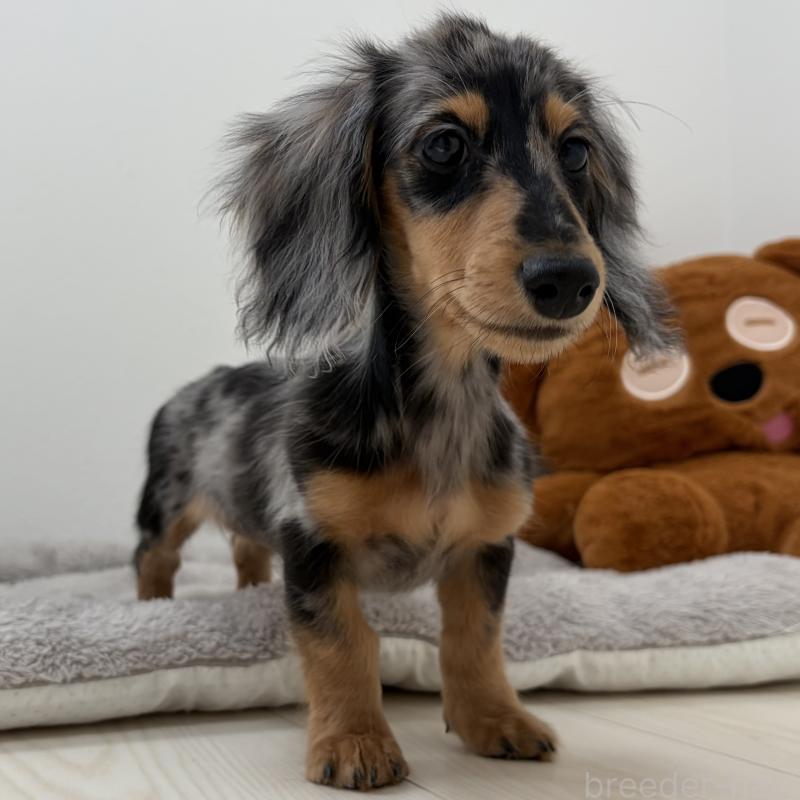 販売中の三重県のミニチュアダックスフンド(ロングヘアード)-445569の8枚目