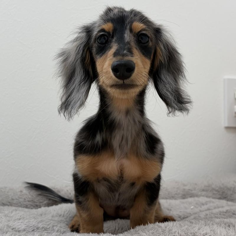 販売中の三重県のミニチュアダックスフンド(ロングヘアード)-445569の7枚目