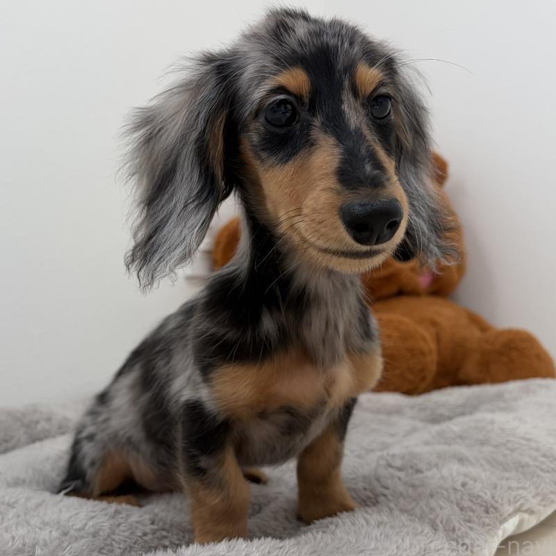 販売中の三重県のミニチュアダックスフンド(ロングヘアード)-445569の6枚目