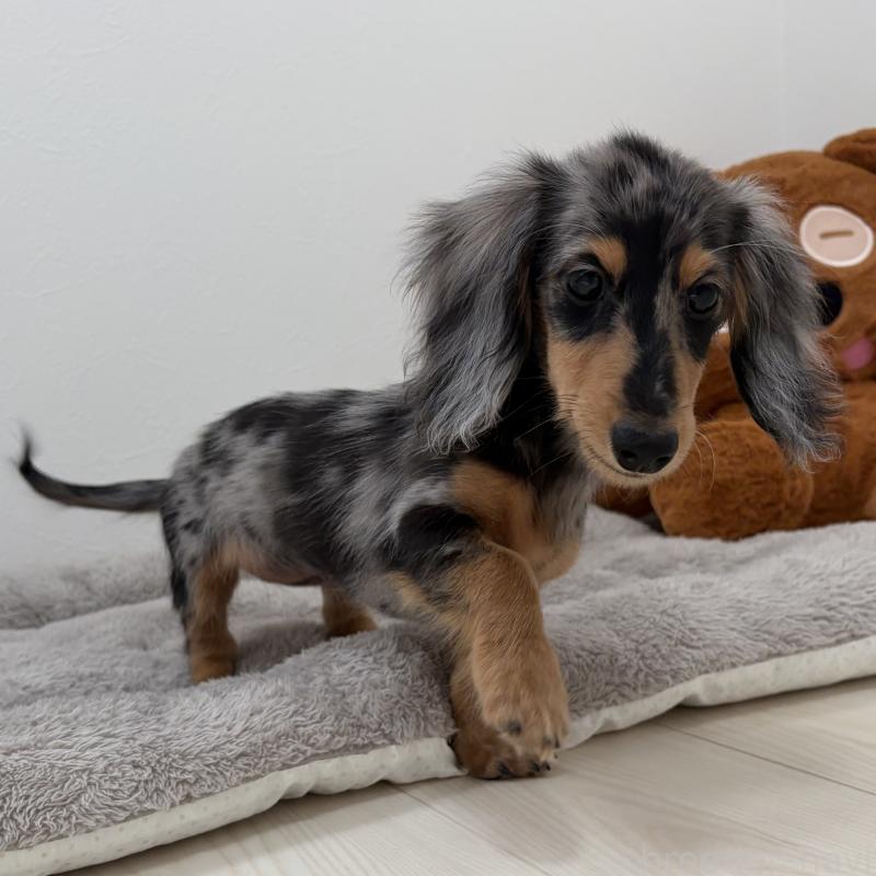 販売中の三重県のミニチュアダックスフンド(ロングヘアード)-445569の5枚目