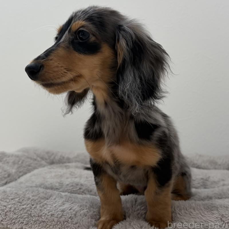 販売中の三重県のミニチュアダックスフンド(ロングヘアード)-445569の4枚目