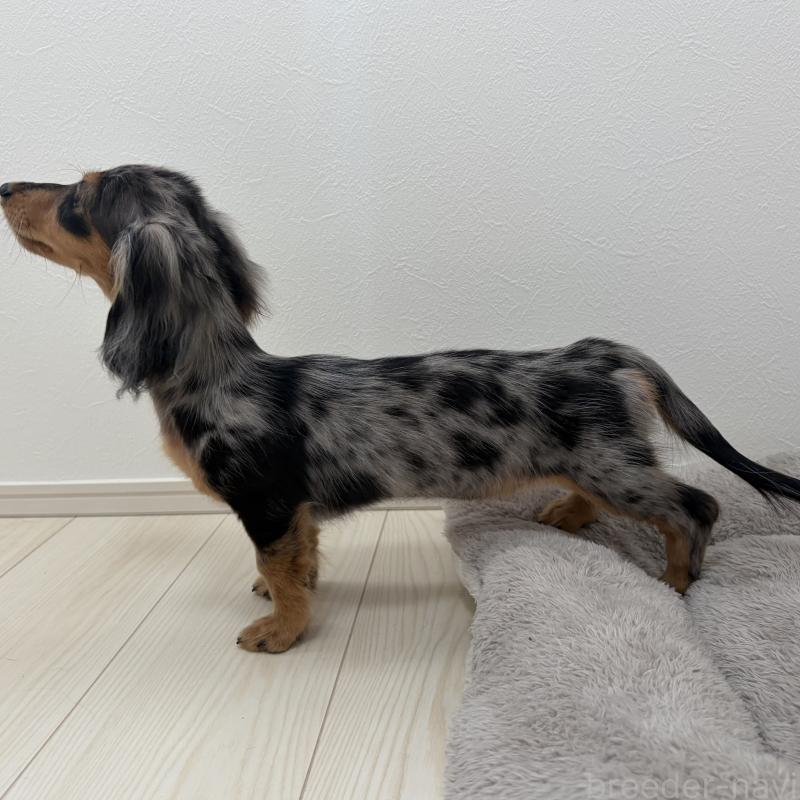 販売中の三重県のミニチュアダックスフンド(ロングヘアード)-445569の3枚目