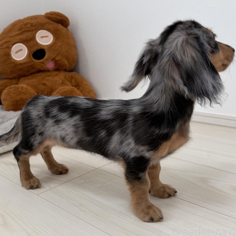 販売中の三重県のミニチュアダックスフンド(ロングヘアード)-445569の2枚目