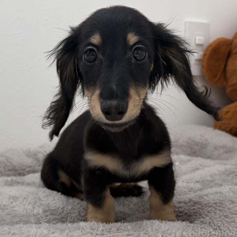 販売中の三重県のミニチュアダックスフンド(ロングヘアード)-445564の12枚目