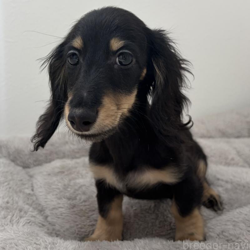 販売中の三重県のミニチュアダックスフンド(ロングヘアード)-445564の11枚目