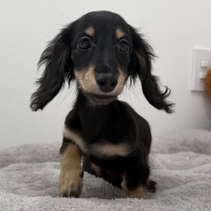 販売中の三重県のミニチュアダックスフンド(ロングヘアード)-445564の10枚目