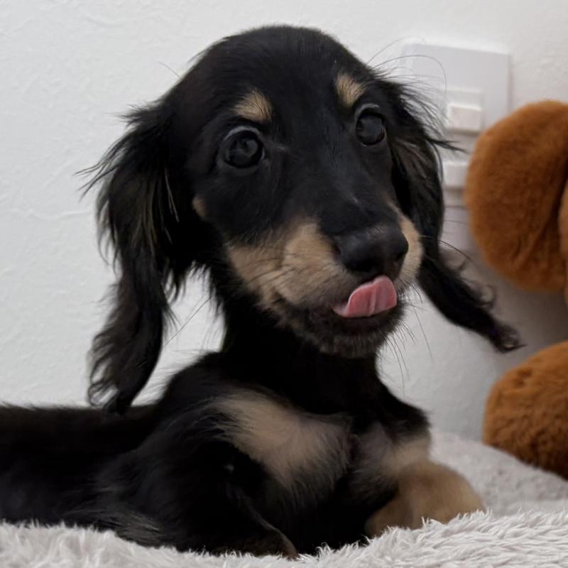 販売中の三重県のミニチュアダックスフンド(ロングヘアード)-445564の9枚目