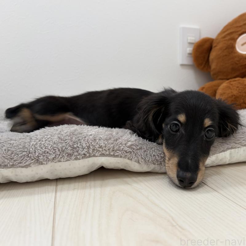 販売中の三重県のミニチュアダックスフンド(ロングヘアード)-445564の8枚目