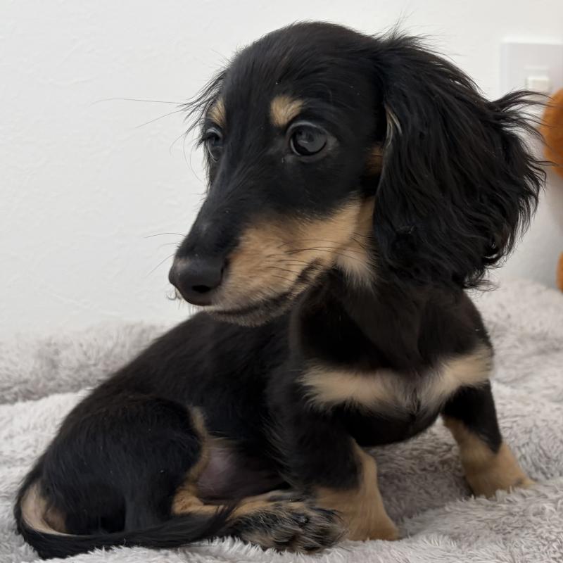 販売中の三重県のミニチュアダックスフンド(ロングヘアード)-445564の7枚目