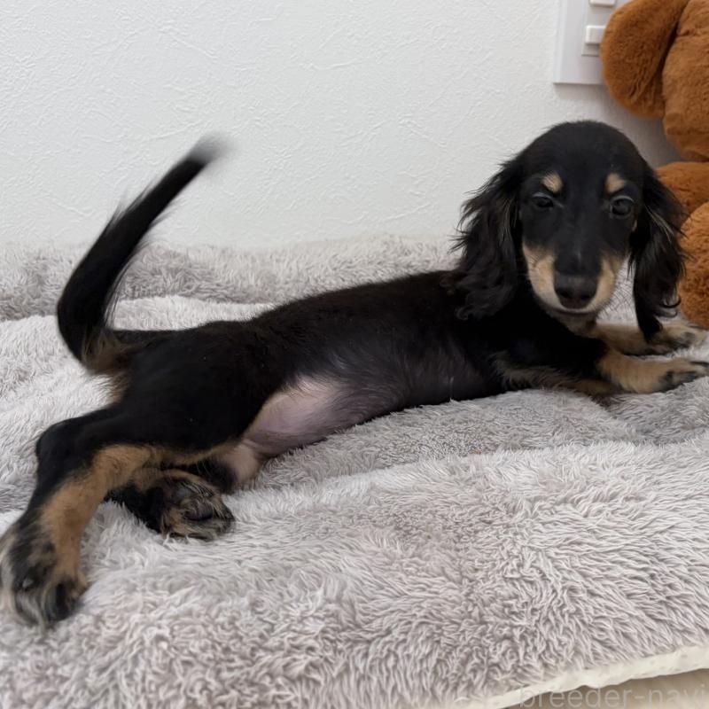 販売中の三重県のミニチュアダックスフンド(ロングヘアード)-445564の6枚目