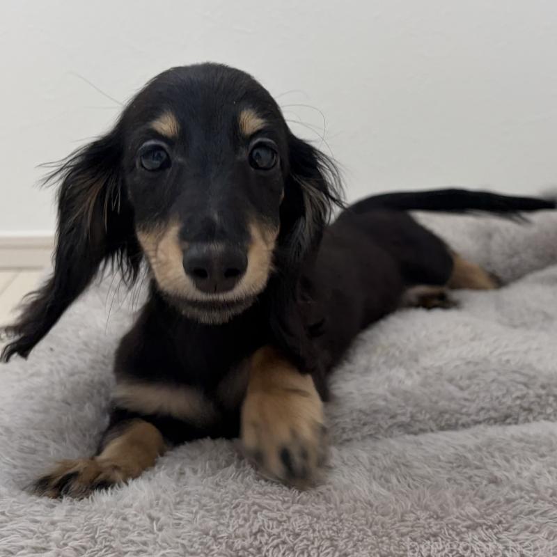 販売中の三重県のミニチュアダックスフンド(ロングヘアード)-445564の5枚目