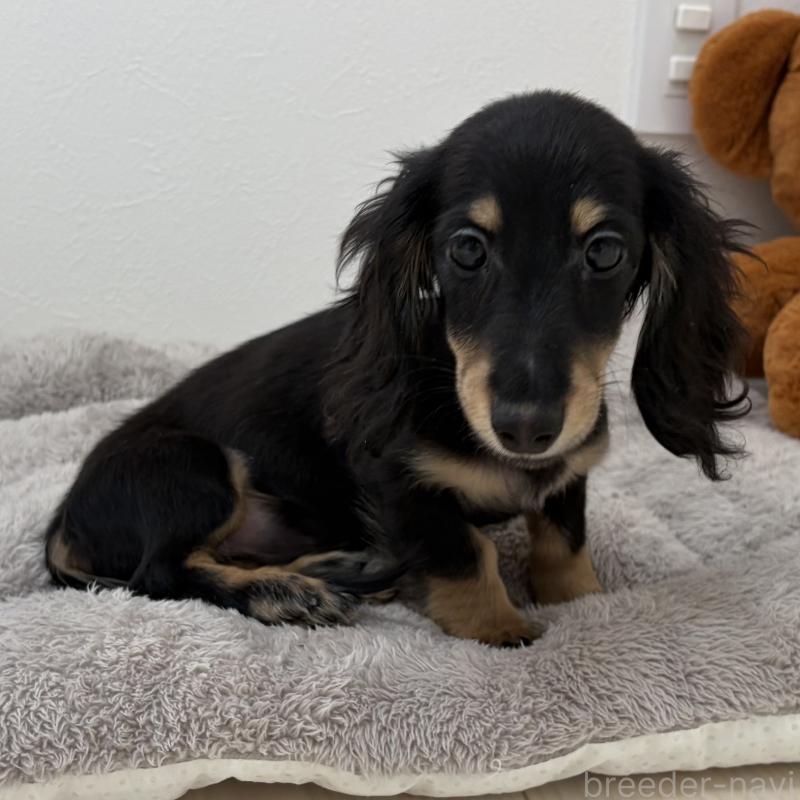 販売中の三重県のミニチュアダックスフンド(ロングヘアード)-445564の4枚目