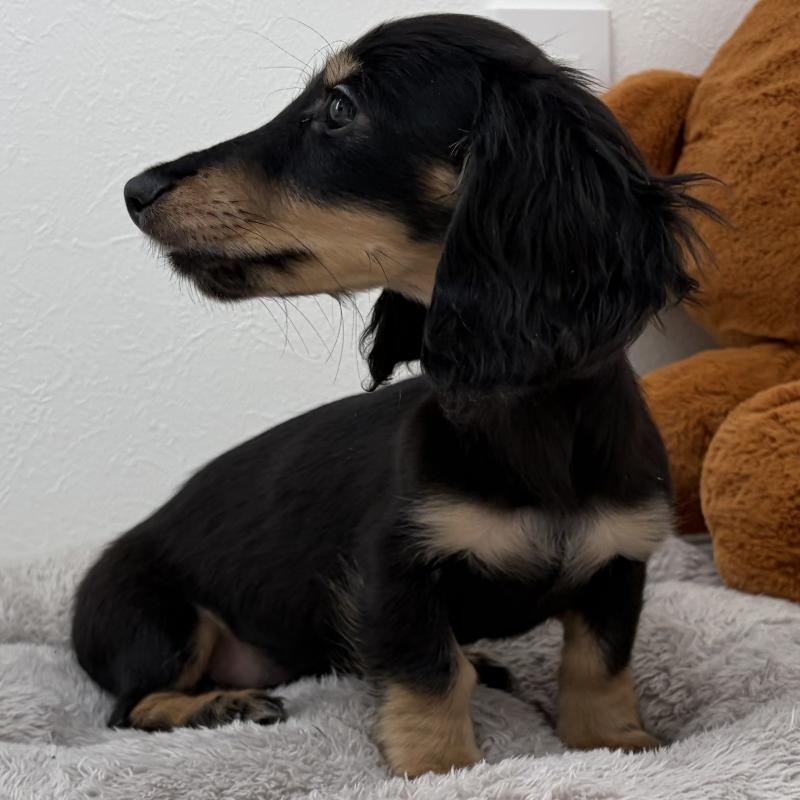 販売中の三重県のミニチュアダックスフンド(ロングヘアード)-445564の2枚目