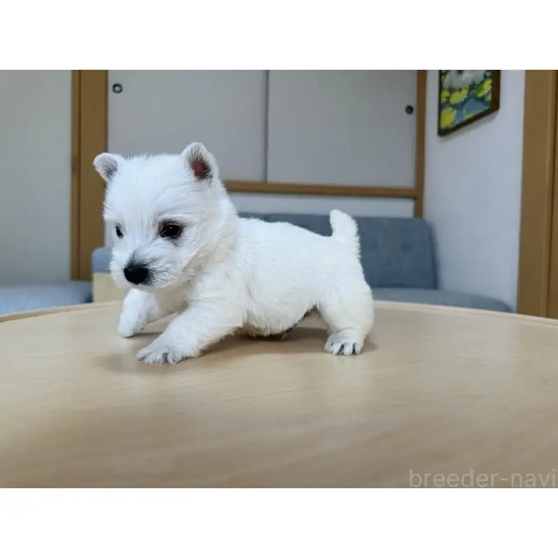 販売中の千葉県のウエストハイランドホワイトテリア(ウエスティ)-452056の10枚目