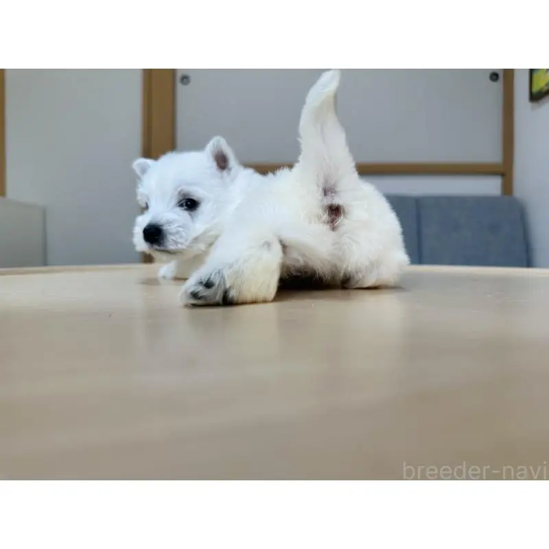 販売中の千葉県のウエストハイランドホワイトテリア(ウエスティ)-452056の9枚目