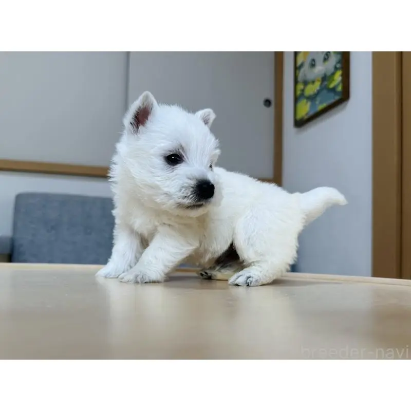 販売中の千葉県のウエストハイランドホワイトテリア(ウエスティ)-452056の8枚目