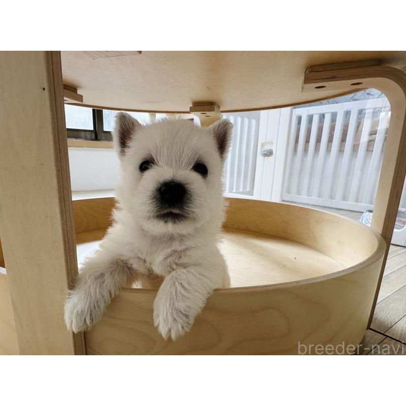 販売中の千葉県のウエストハイランドホワイトテリア(ウエスティ)-452056の7枚目