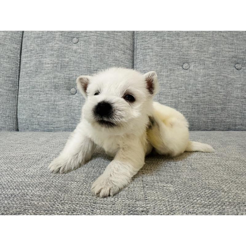 販売中の千葉県のウエストハイランドホワイトテリア(ウエスティ)-452056の6枚目