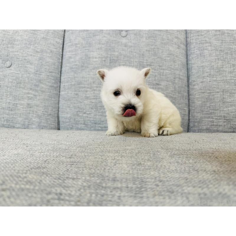 販売中の千葉県のウエストハイランドホワイトテリア(ウエスティ)-452056の4枚目